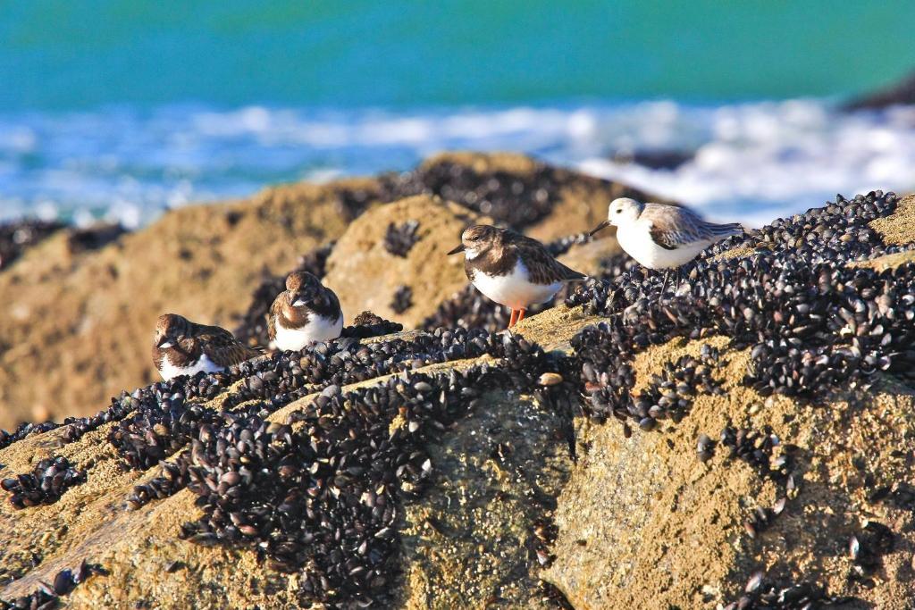 Casas E Quintas De Praia Barra Ngoại thất bức ảnh